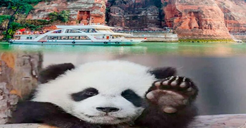 Chengdu Panda & Leshan Buddha One Day Private Tour - Chengdu Panda Base