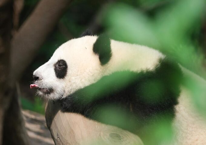 Chengdu Panda & Leshan Buddha One Day Private Tour - Customer Reviews