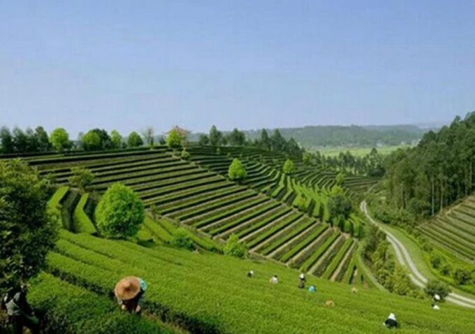 Chengdu Panda & Leshan Buddha One Day Private Tour - Booking Information