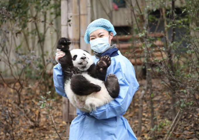 Chengdu Panda & Leshan Buddha One Day Private Tour - Frequently Asked Questions