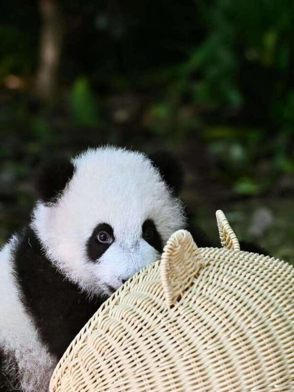 Chengdu: Panda Research Base Ticket or Private Transfer Tour - Key Points