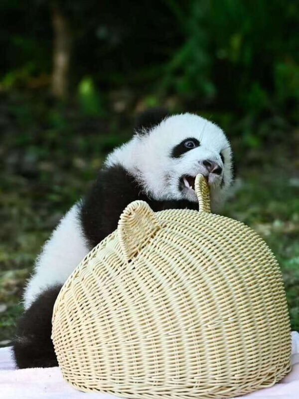 Chengdu: Panda Research Base Ticket or Private Transfer Tour - Who Will Love This Tour?