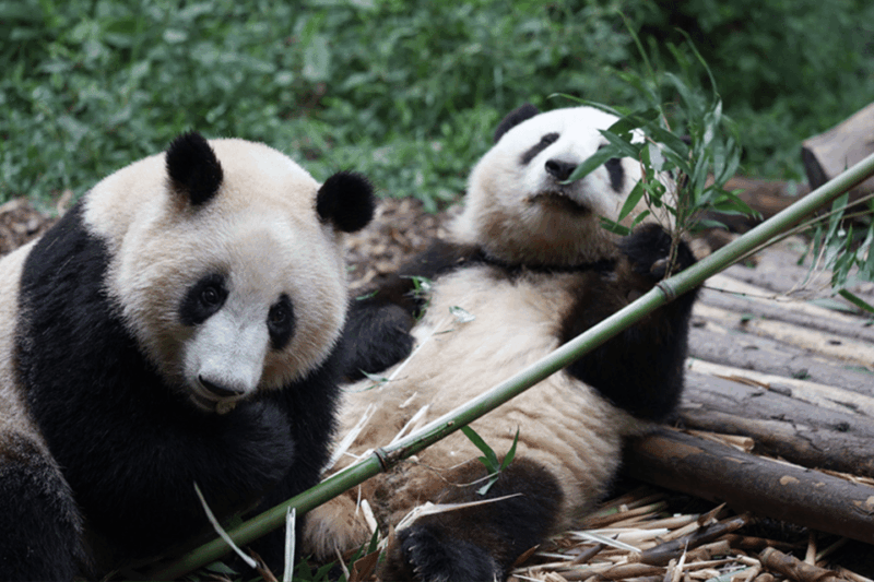 Chengdu Panda Ticket With One Way Private Transfer - Transfer Details
