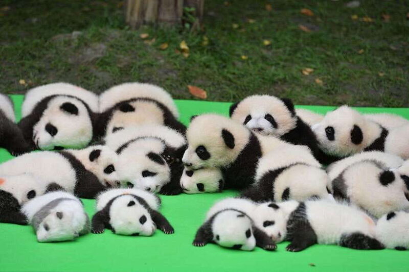 Chengdu: Private Kung Fu Panda Movie Tour with Guide - Key Points