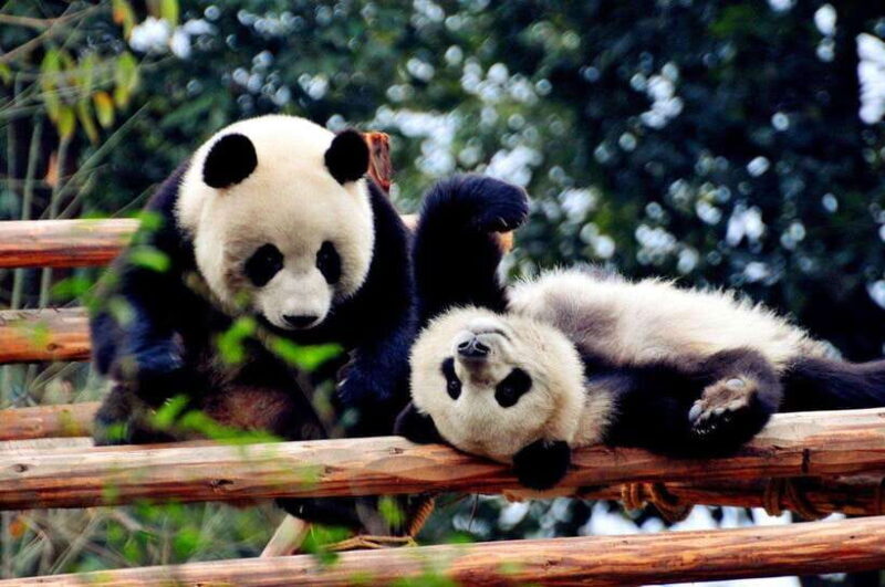 Chengdu: Private Kung Fu Panda Movie Tour with Guide - Introduction