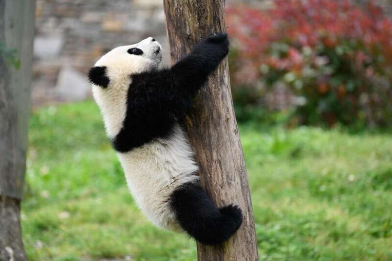 Chengdu: Private Kung Fu Panda Movie Tour with Guide - What’s Included and Practical Details