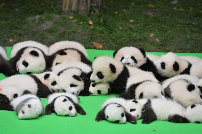 Chengdu: Private Kung Fu Panda Movie Tour with Guide - Authentic Experiences and Visitor Feedback