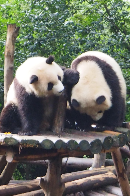 Chengdu: Private Layover Tour With Optional Duration - Tour Overview