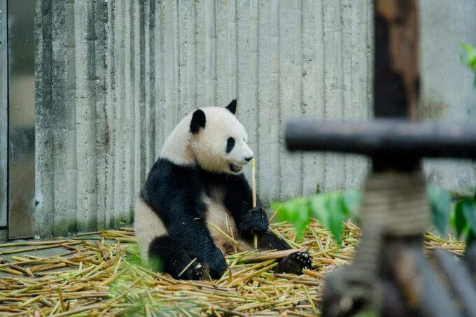 Chengdu: Private Layover Tour With Optional Duration - Pricing and Booking