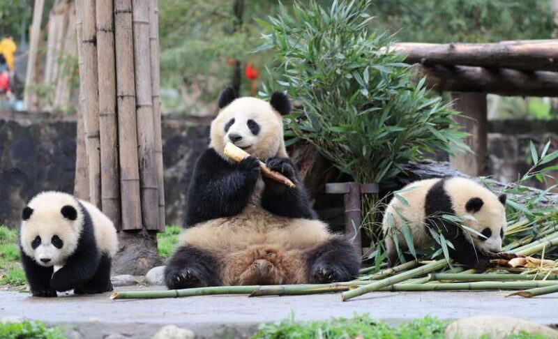 Chengdu: Private Panda Base and Sichuan Cuisine Tour - What Authenticity Looks Like Here