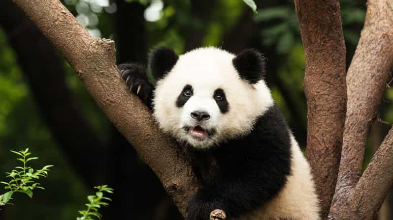 Chengdu: Research Base of Giant Panda Breeding E-Ticket - Good To Know