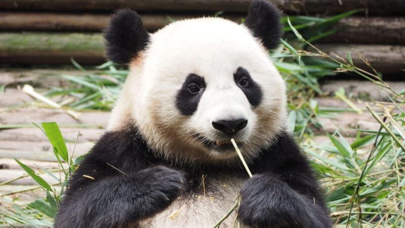 Chengdu: Research Base of Giant Panda Breeding E-Ticket - Booking and Reservation Details