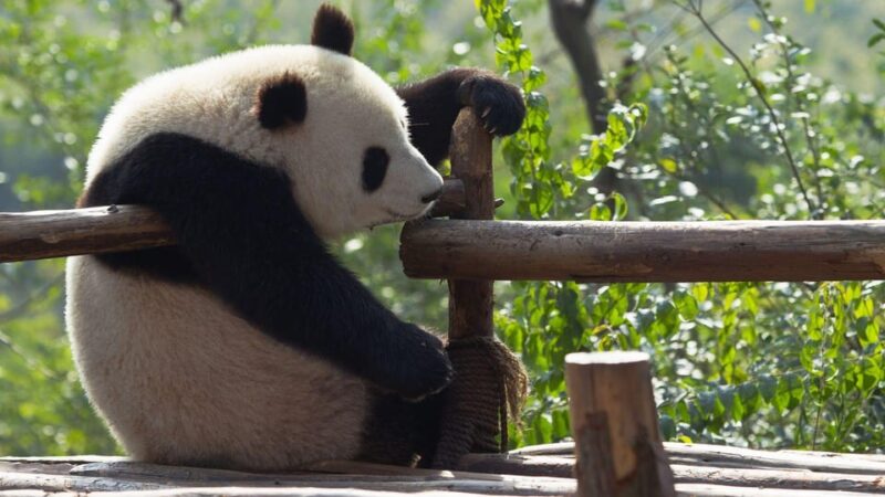 Chengdu: Research Base of Giant Panda Breeding E-Ticket - Included Services and Amenities