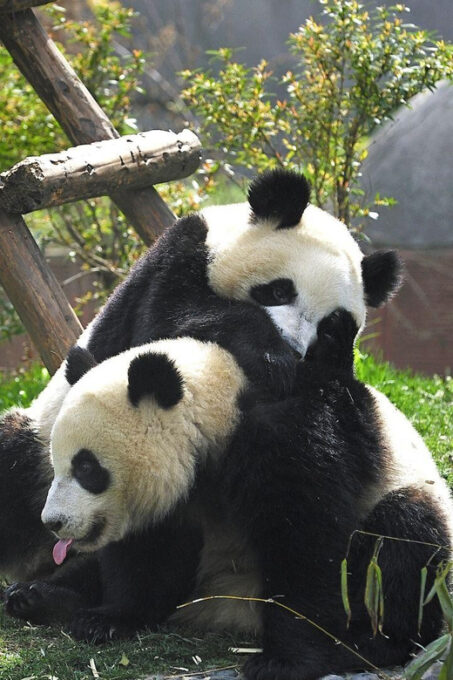 Chengdu: Research Base of Giant Panda Breeding E-Ticket - Exploring the Panda Habitat