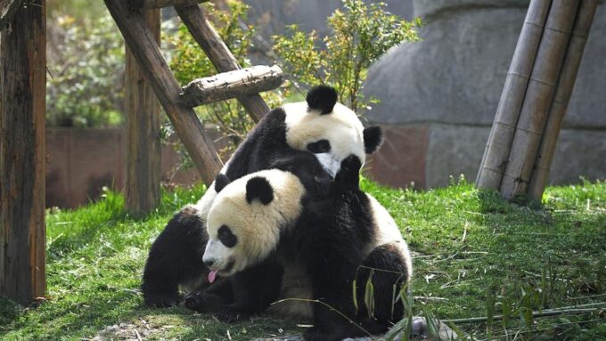Chengdu: Research Base of Giant Panda Breeding E-Ticket - Conservation and Research Efforts
