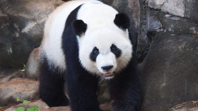 Chengdu: Research Base of Giant Panda Breeding E-Ticket - Frequently Asked Questions