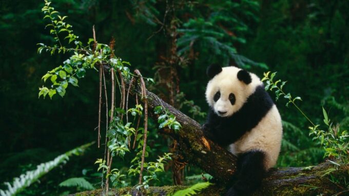 Chengdu: Research Base of Giant Panda Breeding E-Ticket - The Sum Up