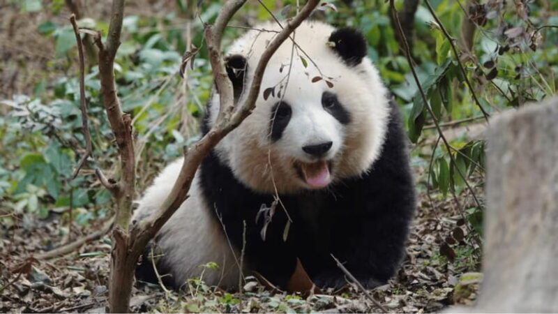 Chengdu Research Base of Giant Panda Breeding - Key Points