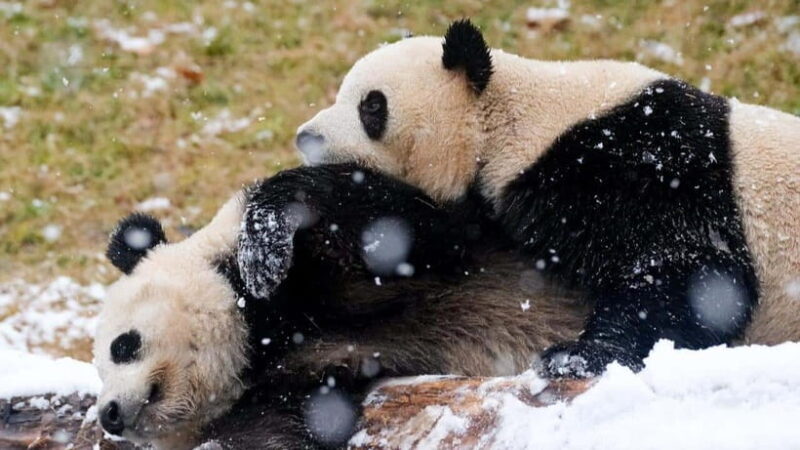 Chengdu Research Base of Giant Panda Breeding - An In-Depth Look at the Chengdu Research Base