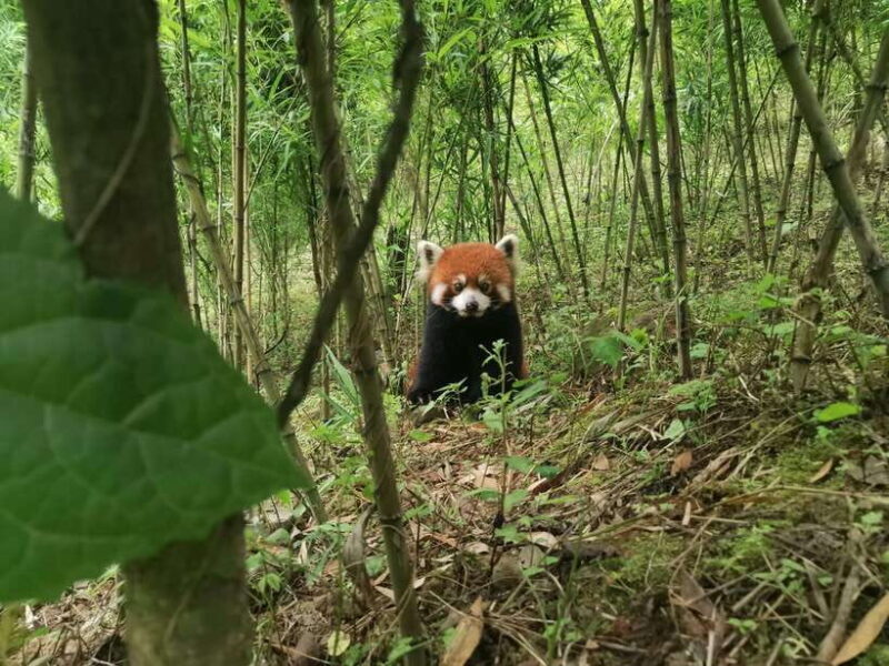 Chengdu: Volunteer Day Experience at Dujiangyan Panda base - Chengdu: Volunteer Day Experience at Dujiangyan Panda Base