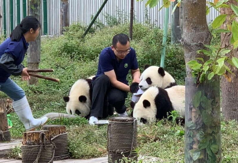 Chengdu: Volunteer Day Experience at Dujiangyan Panda base - Why the Price Reflects the Experience