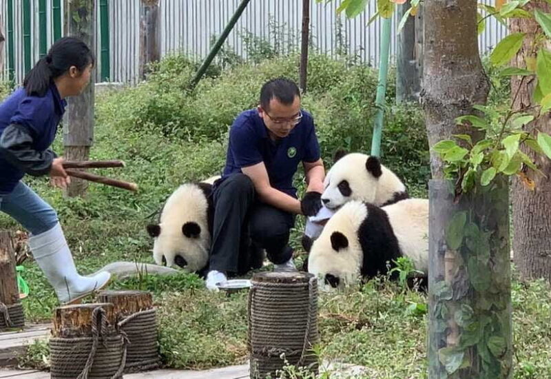 Chengdu: Volunteer Day Experience at Dujiangyan Panda base - Frequently Asked Questions