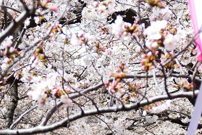 Cherry Blossom Private Tour - Cancellation and Refund Policy