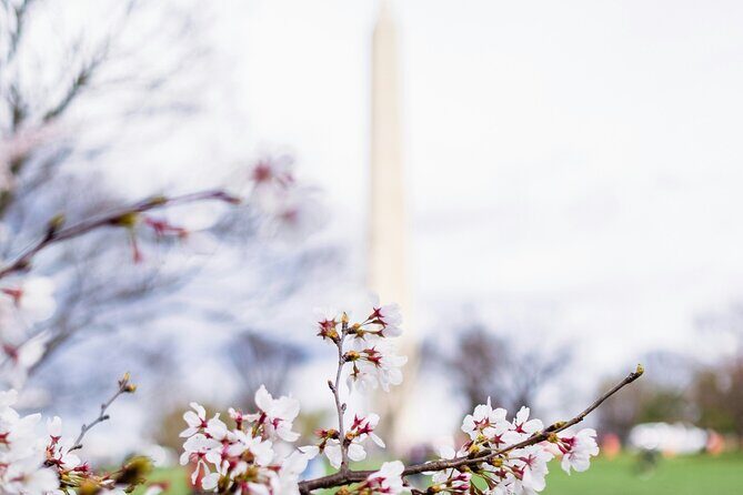 Cherry Blossoms & Monuments Tour with 10+ Stops and Boat Cruise - The Cherry Blossoms at the Tidal Basin