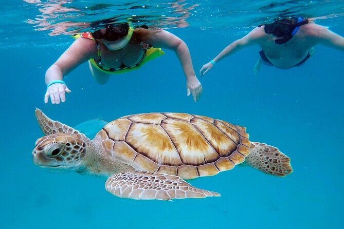 Ches snorkel cruise! turtles & shipwrecks (semi private) - Key Points