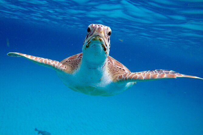 Ches snorkel cruise! turtles & shipwrecks (semi private) - Who Is This Tour Best Suited For?