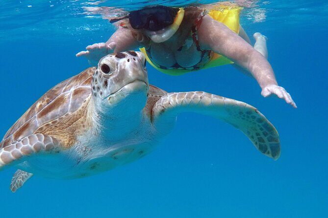 Ches snorkel cruise! turtles & shipwrecks (semi private) - FAQ