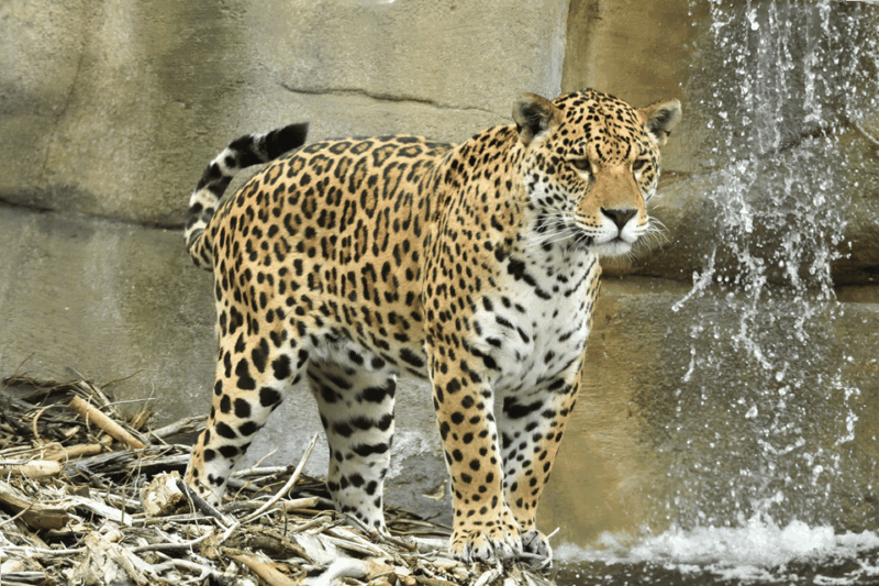 Chessy: Parrot World Immersive Animal Park Day Pass - Amenities and Facilities