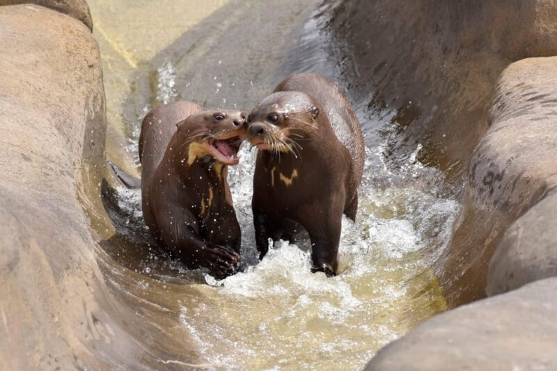 Chessy: Parrot World Immersive Animal Park Day Pass - Visitor Ratings and Reviews