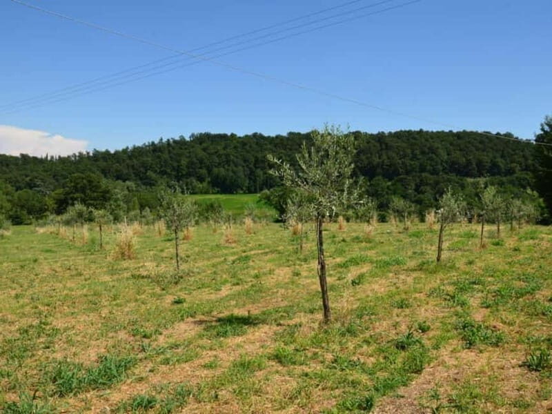 Chianciano: Olive Mill Tour with Oil and Food Tasting - Authenticity and Real-World Feedback