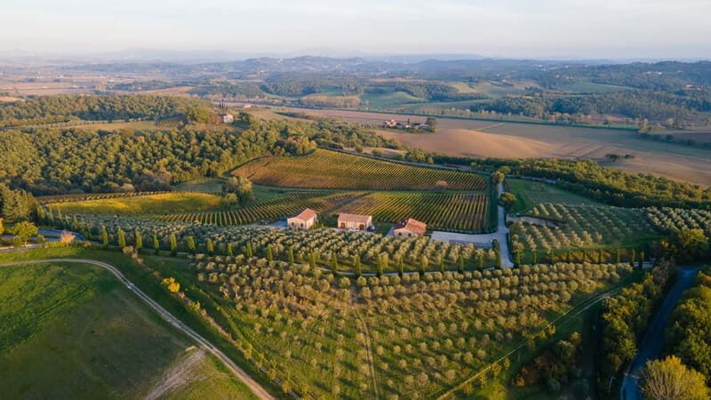 Chianciano Terme: Guided Winery Tour & Wine Tasting - Key Points