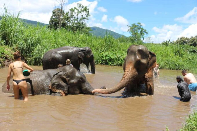 Chiang Mai: 2-Day, 1-Night Non-Touristy Trek - Trekking Through the Lush Jungle