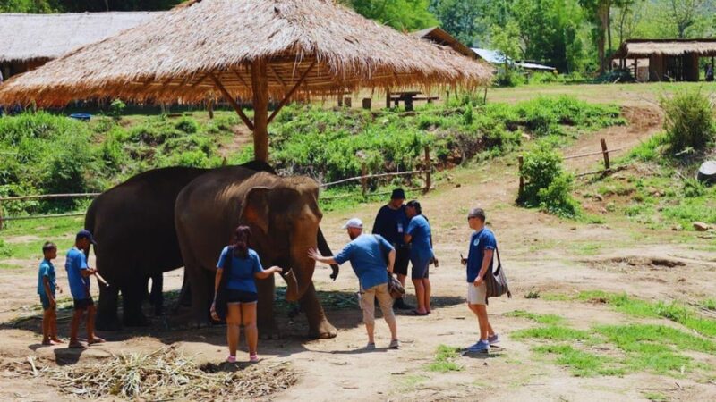 Chiang Mai: A Day in the Life of an Amateur Mahout - Highlights and Activities