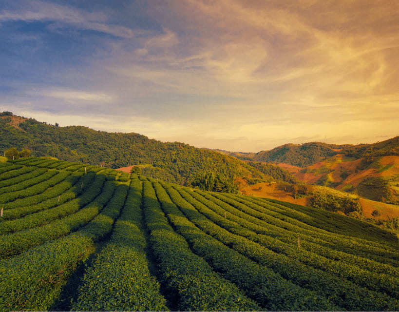 Chiang Mai: Chiang Rai Highlights & Scenic Landscapes Tour - Key Points