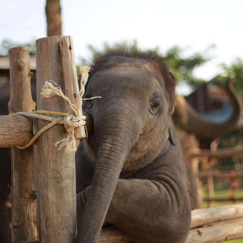 Chiang Mai: Dantewada ,Wat Ban Den Temple & Cafe Elephant - Inclusions and Highlights of the Tour