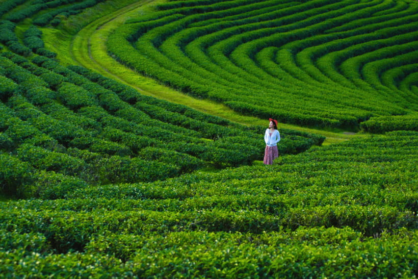 Chiang Mai: Day Trip to Chiang Rai Temples & Golden Triangle - Tour Overview and Pricing