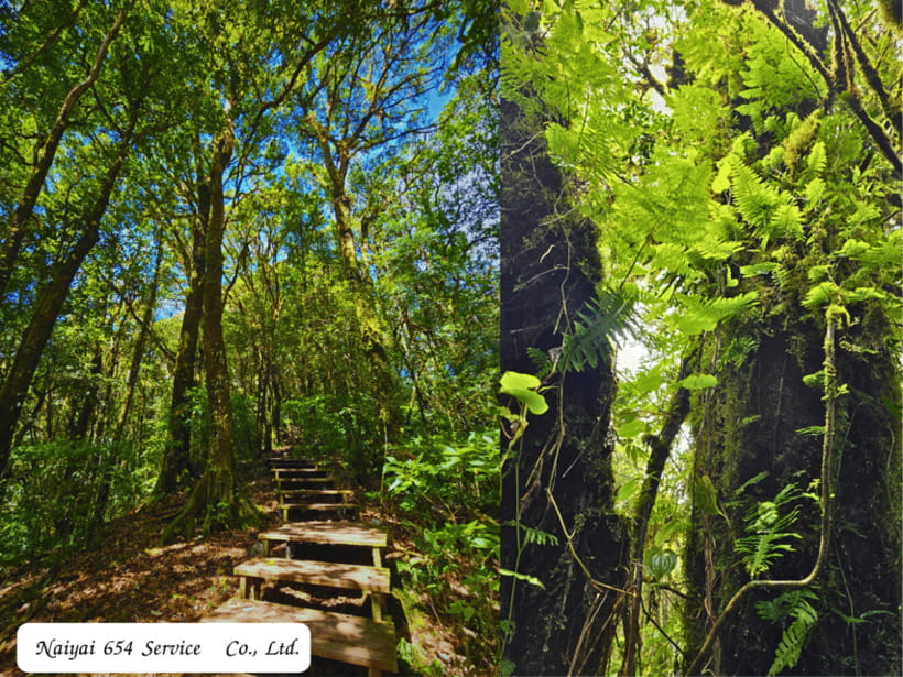 Chiang Mai: Doi Inthanon Day Tour With a Local by Songthaew. - Tour Overview