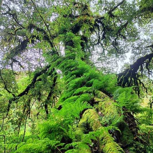 Chiang Mai: Doi Inthanon National Park & Waterfall Day Tour - Key Points