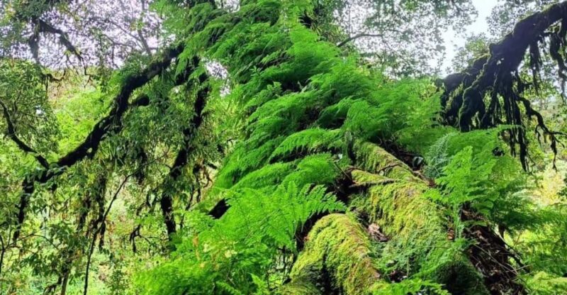 Chiang Mai: Doi Inthanon National Park & Waterfall Day Tour - Visit to King and Queens Pagodas
