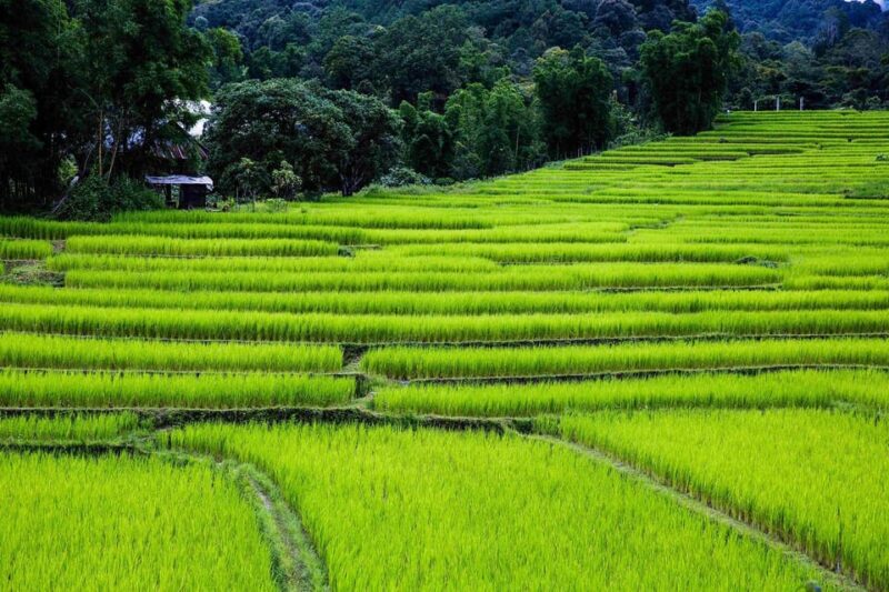 Chiang Mai: Doi Inthanon National Park, Waterfall & Lunch - Visiting the Karen Village