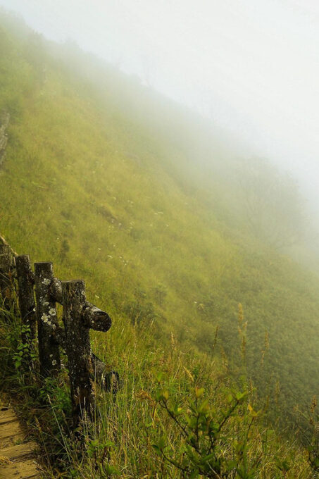 Chiang Mai: Doi Inthanon National Park, Waterfall & Lunch - Flora and Fauna of the Park
