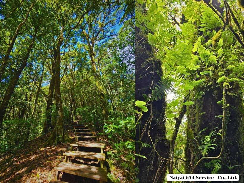 Chiang Mai: Doi Inthanon One-Day Tour With a Private Driver - Tour Overview and Pricing