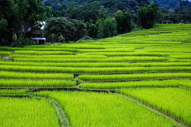 Chiang Mai: Doi Inthanon & Pha Dok Siew Nature Trail Trek - Pricing and Booking Information