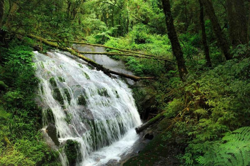 Chiang Mai: Doi Inthanon & Pha Dok Siew Nature Trail Trek - Customer Reviews and Highlights