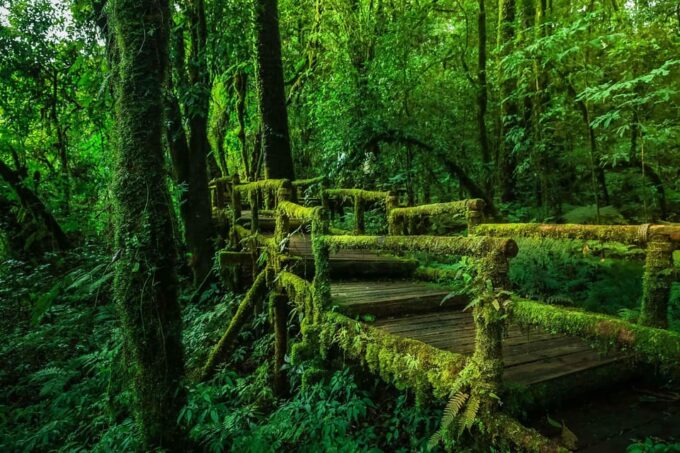 Chiang Mai: Doi Inthanon & Pha Dok Siew Nature Trail Trek - Discovering the Cultural Heritage of Pha Dok Siew