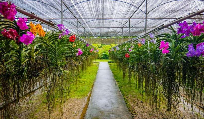 Chiang Mai: Doi Suthep, Orchid Farm and Waterfall With Lunch - Tour Overview and Pricing